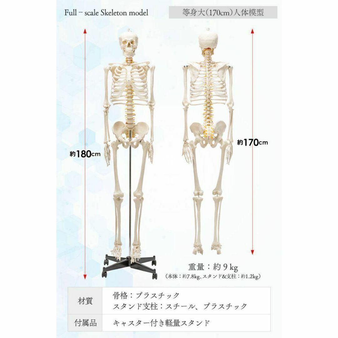 等身大 人体模型 170cm 神経根有り 全身骨格模型 骨格標本 1743