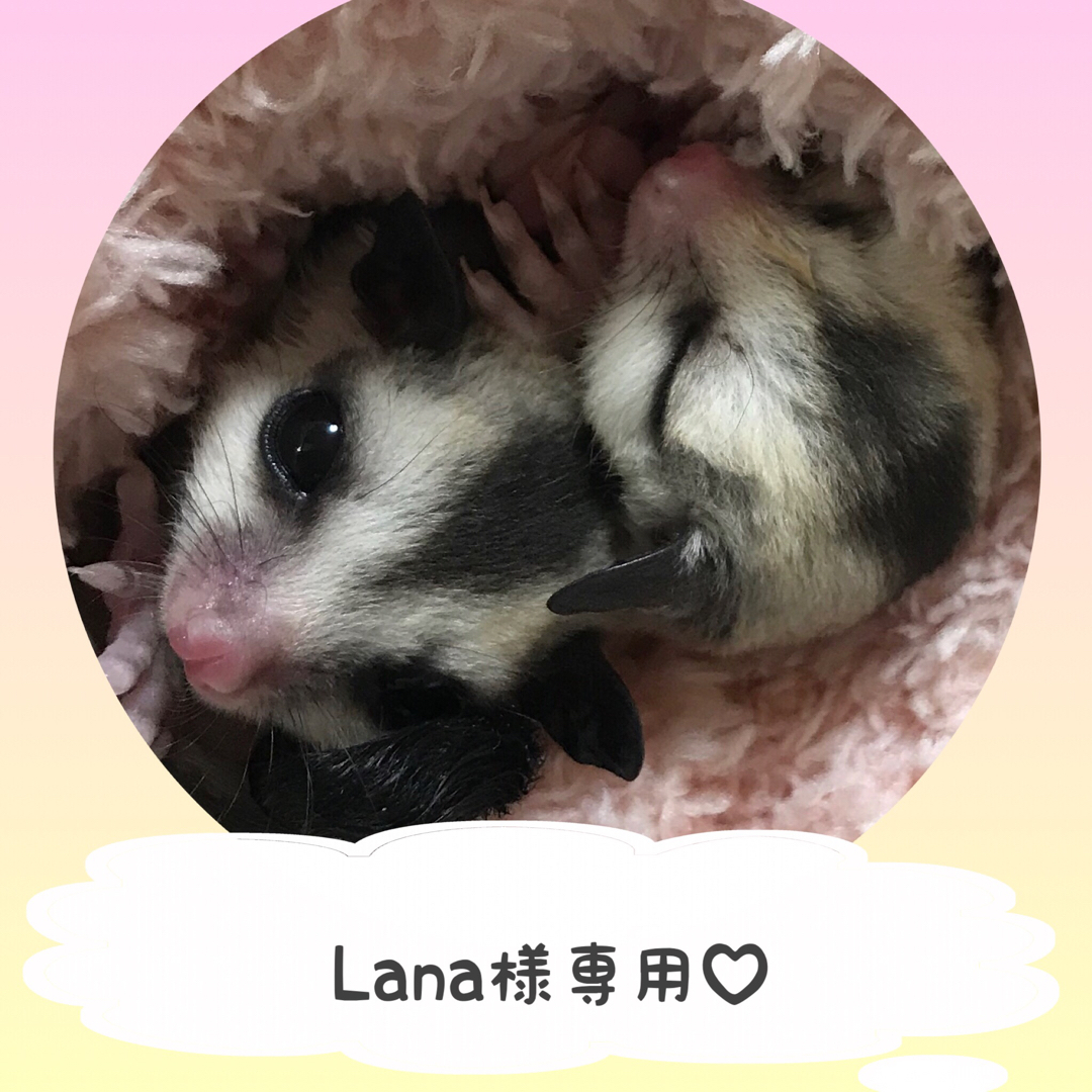 Lana様専用です。の通販 by ♡月r姫♡|ラクマ