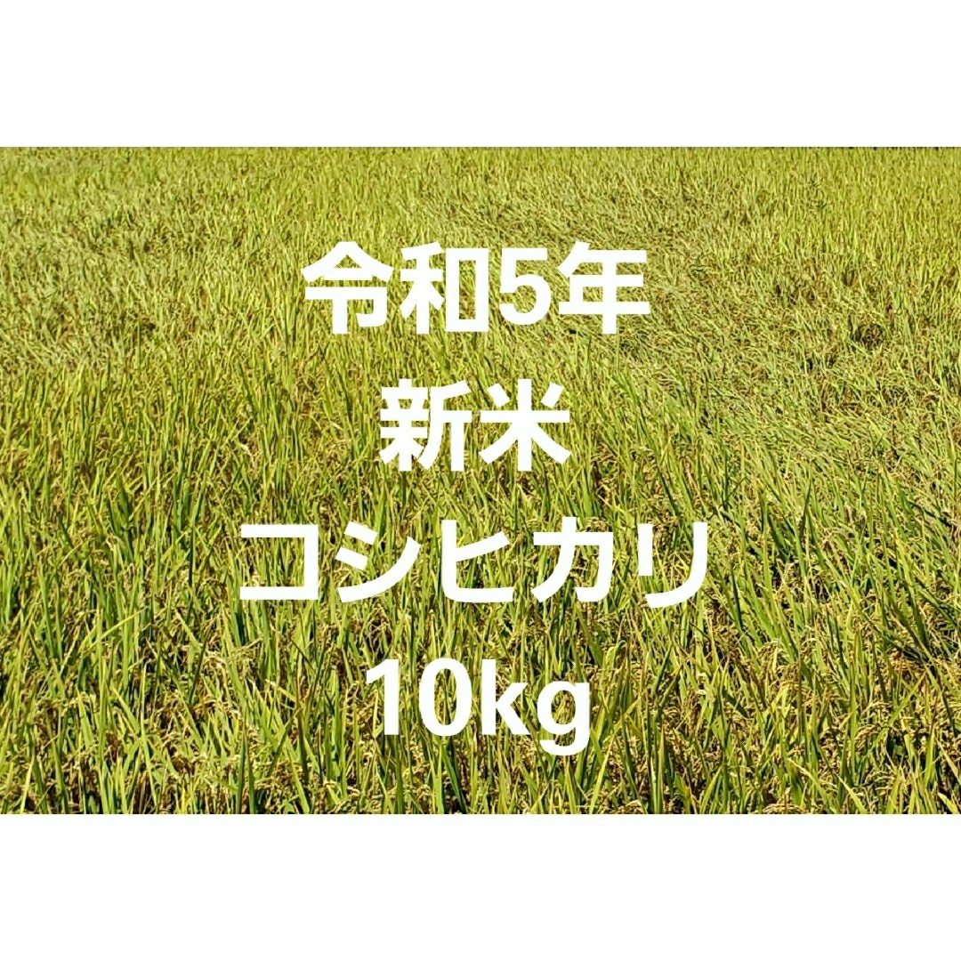 令和5年 新米 コシヒカリ 玄米 10kg ⑥ 食品/飲料/酒の食品(米/穀物)の商品写真