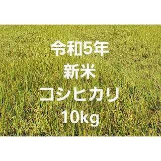 令和5年 新米 コシヒカリ 玄米 10kg ⑥(米/穀物)