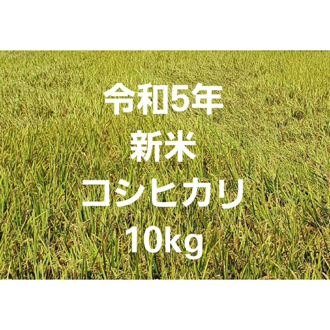 令和5年 新米 コシヒカリ 玄米 10kg ⑤ 食品/飲料/酒の食品(米/穀物)の商品写真