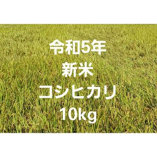 令和5年 新米 コシヒカリ 玄米 10kg ④(米/穀物)