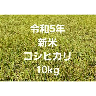 令和5年 新米 コシヒカリ 玄米 10kg ③(米/穀物)