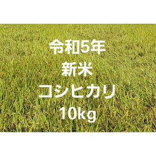 令和5年 新米 コシヒカリ 玄米 10kg ①(米/穀物)