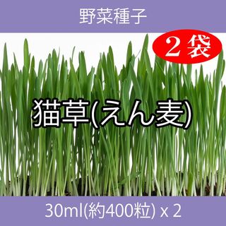 野菜種子 EAK 猫草(えん麦) 30ml(約400粒) x 2袋(ペットフード)