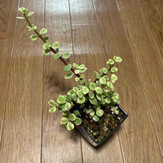 雅楽の舞 多肉植物(プランター)