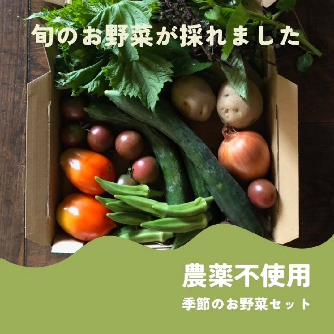 農薬：栽培期間中不使用 ♪旬野菜　詰め合わせ♪コンパクト　採りたて！ 食品/飲料/酒の食品(野菜)の商品写真