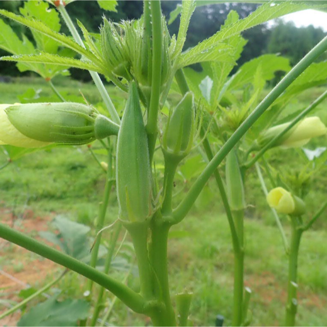 農薬：栽培期間中不使用 ♪旬野菜　詰め合わせ♪コンパクト　採りたて！ 食品/飲料/酒の食品(野菜)の商品写真