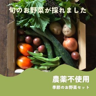 農薬：栽培期間中不使用 ♪旬野菜　詰め合わせ♪コンパクト　採りたて！(野菜)