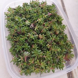 ピンキー子株300個　多肉植物(プランター)