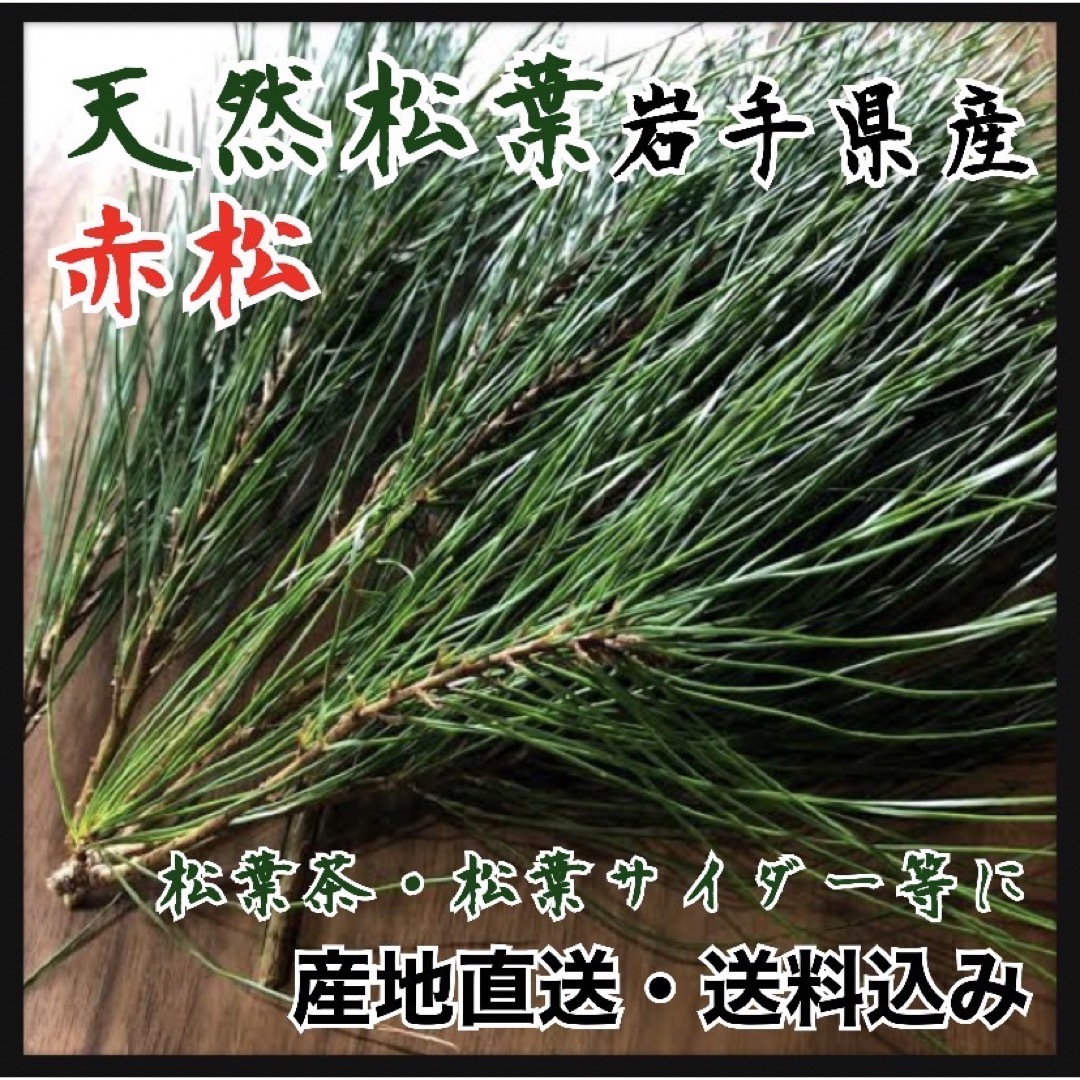 【健康素材】山岳の赤松　大容量　松葉3kg 天然松の葉 良質素材 まつの葉