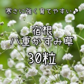 【八重かすみ草のタネ】30粒 種子 種 カスミソウ 切り花 ドライフラワーにも(その他)