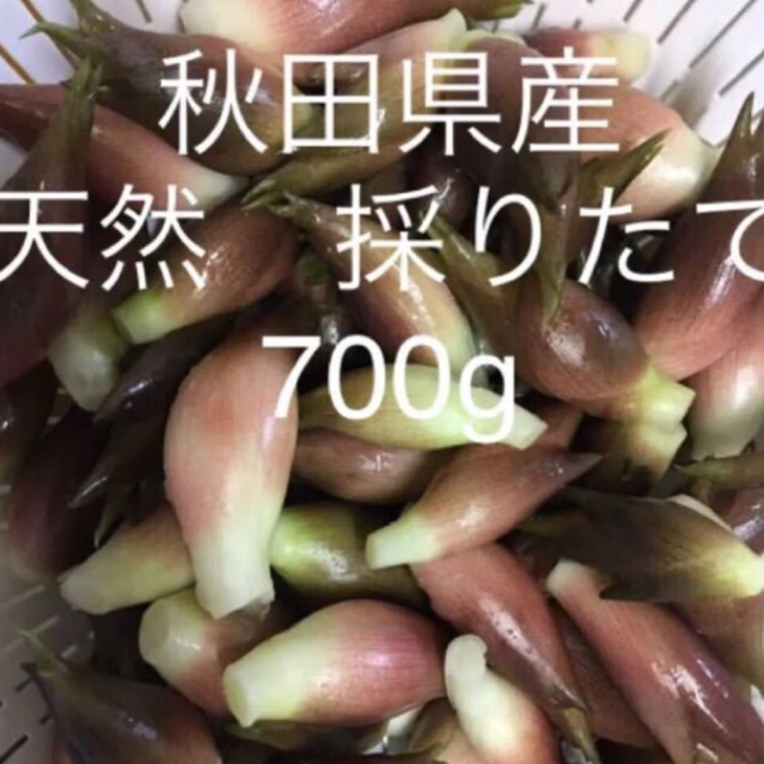 みょうが　秋田県産　天然　採りたて　700g 食品/飲料/酒の食品(野菜)の商品写真