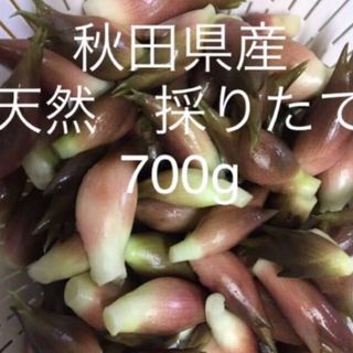 みょうが　秋田県産　天然　採りたて　700g(野菜)