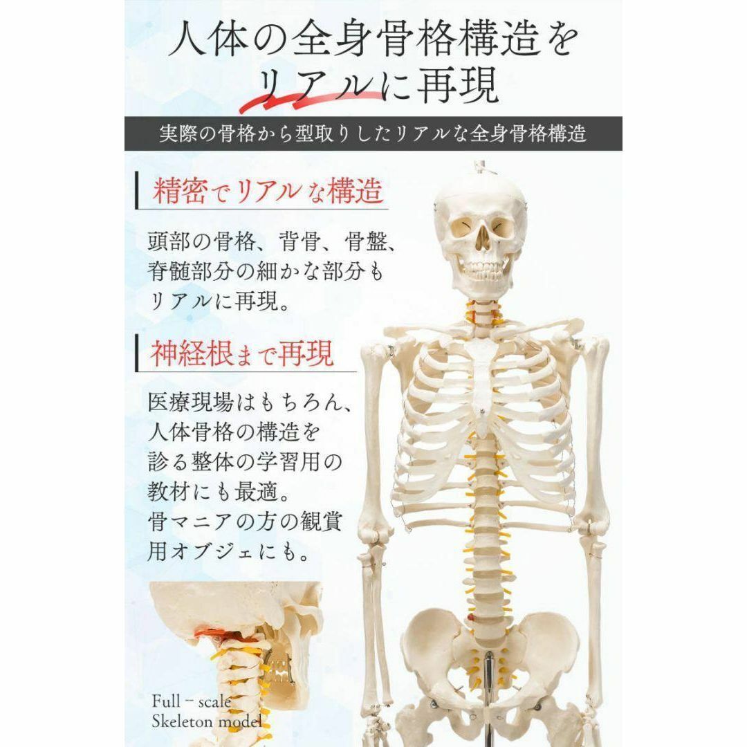 整骨院 整体院向け 骨格模型 人体模型 等身大 骨格標本 - 事務/店舗用品