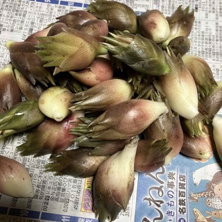 安曇野産ミョウガ(300ｇ)(野菜)
