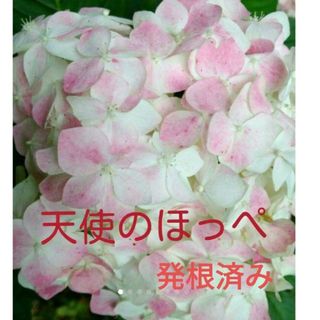 天使のほっぺ　紫陽花　アジサイ(プランター)