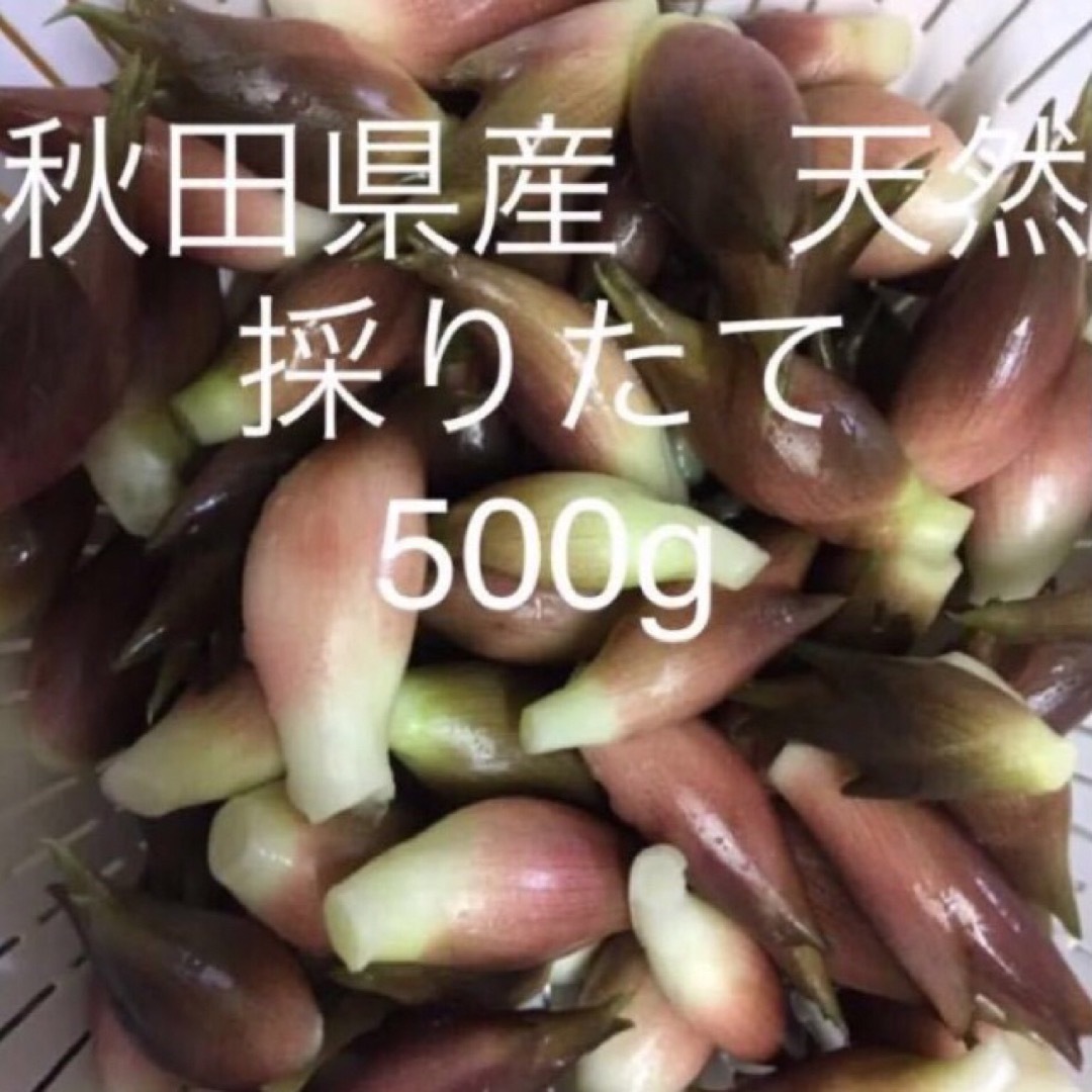 みょうが　秋田県産　天然　採りたて　500g 食品/飲料/酒の食品(野菜)の商品写真