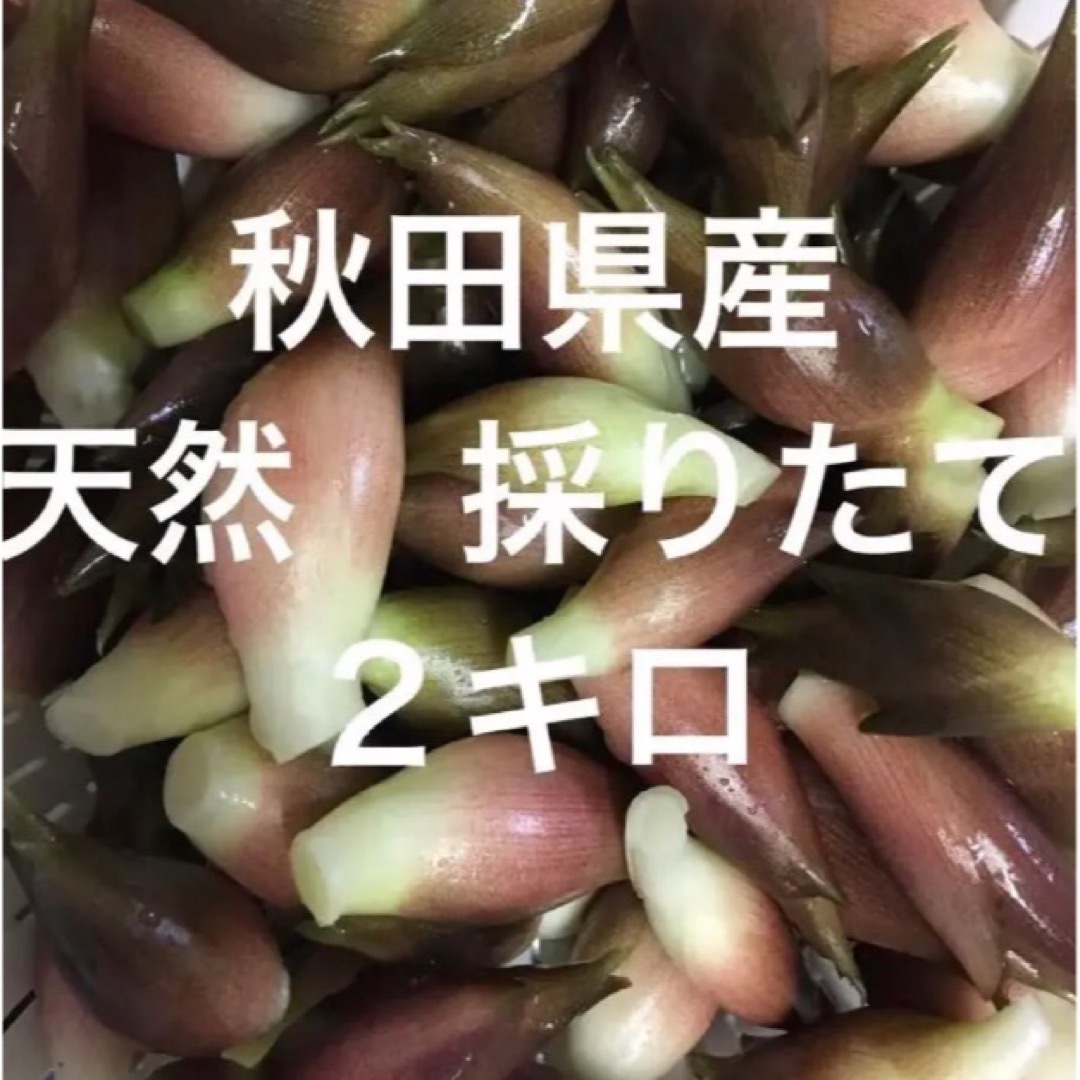 みょうが　秋田県産　天然　採りたて　２キロ 食品/飲料/酒の食品(野菜)の商品写真