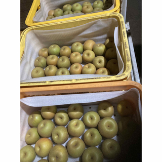 143.栃木県産　採りたて梨　みずみずしい　なし　梨　小粒　箱込み3kg 家庭用(フルーツ)