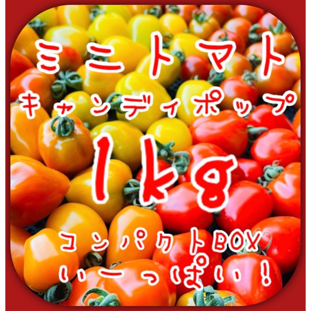 青森県産ミニトマト キャンディポップ1kg 美味しい野菜 食品/飲料/酒の食品(野菜)の商品写真