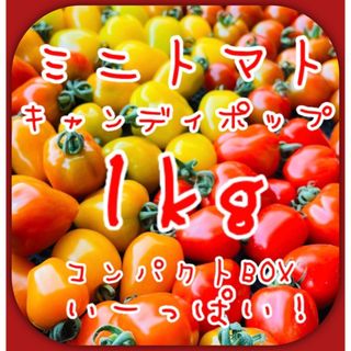 青森県産ミニトマト キャンディポップ1kg 美味しい野菜(野菜)