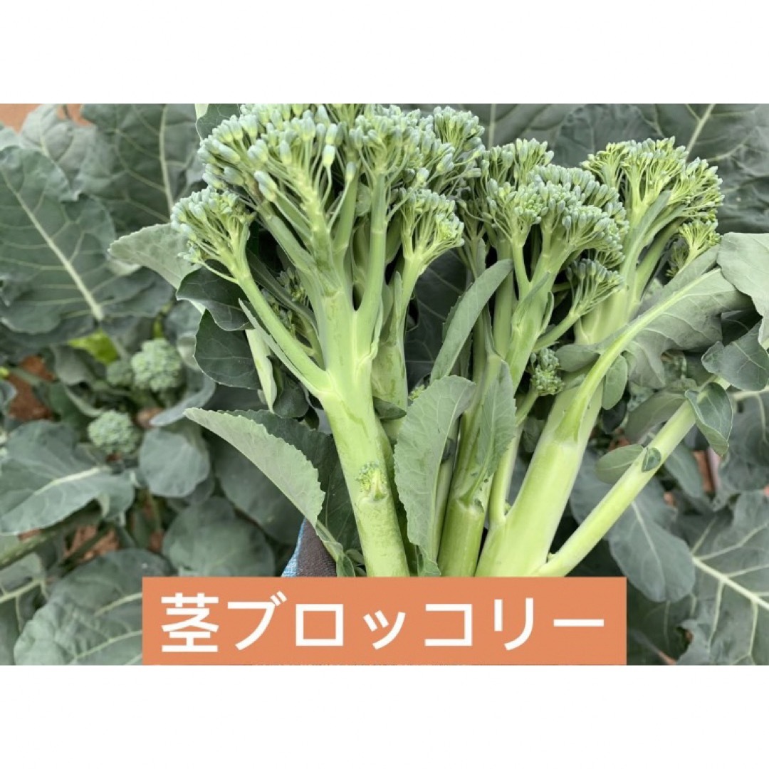 朝採り野菜：空芯菜　ミニトマト　紫ナス入れ 食品/飲料/酒の食品(野菜)の商品写真