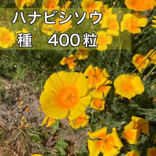 ハナビシソウ　種400粒(その他)