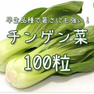 【チンゲン菜のタネ】100粒 種子 種 チンゲンサイ 青梗菜 野菜(その他)