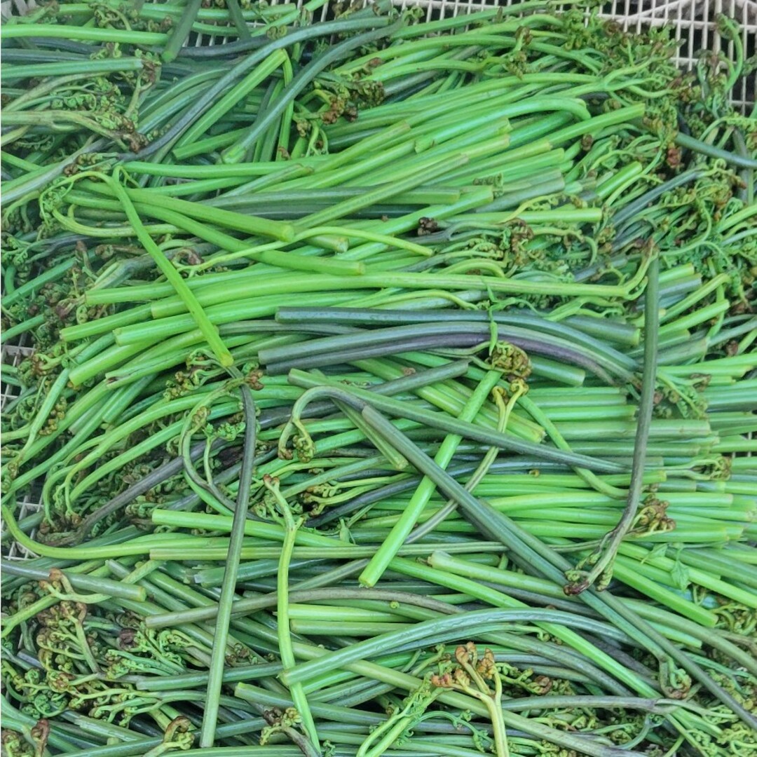 岩手県産 無農薬乾燥わらび 200gの通販 by syusyusugar's shop|ラクマ
