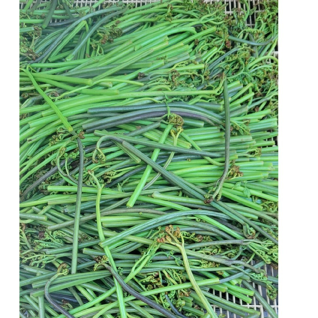 岩手県産 無農薬乾燥わらび 300gの通販 by syusyusugar's shop|ラクマ
