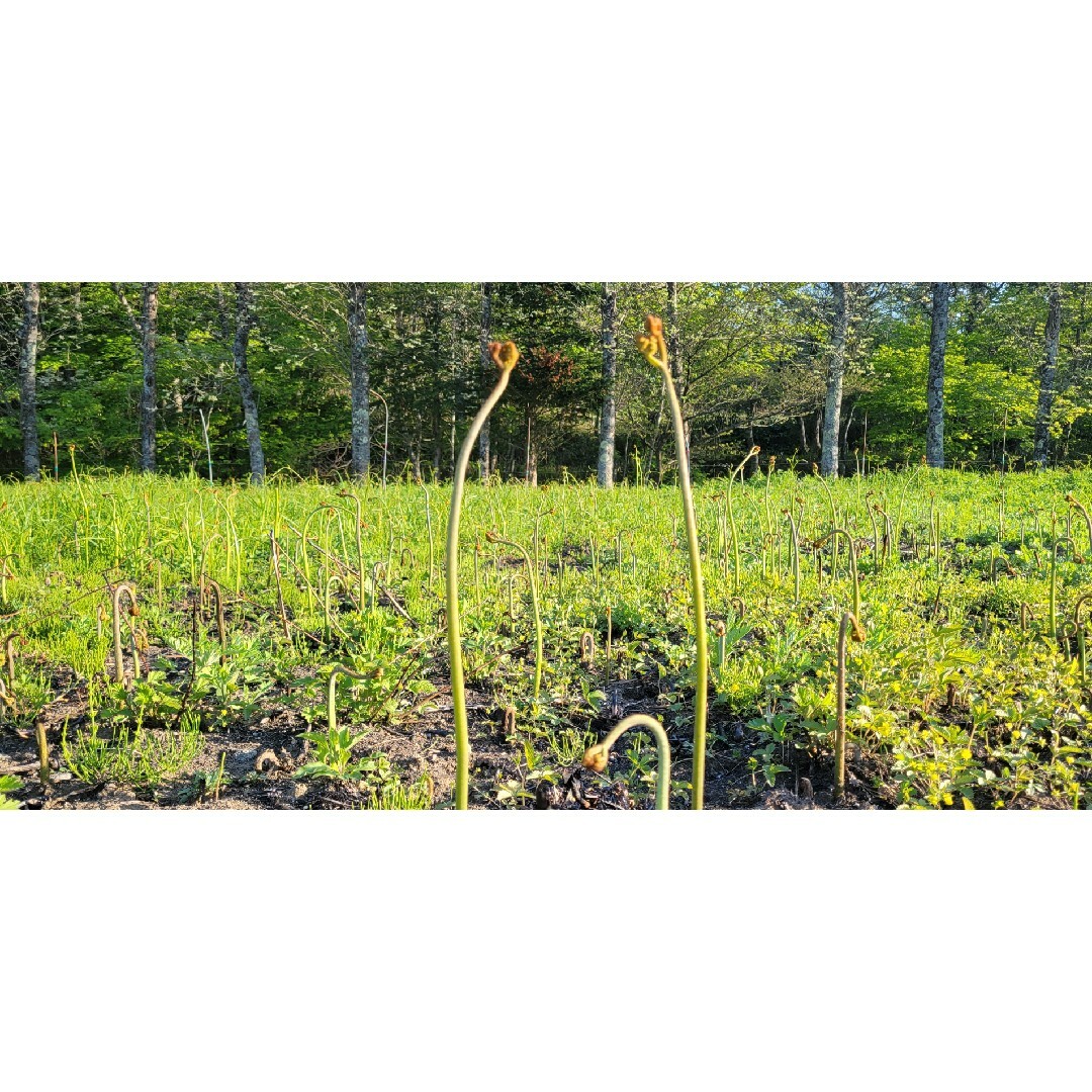 岩手県産 無農薬乾燥わらび 300gの通販 by syusyusugar's shop|ラクマ