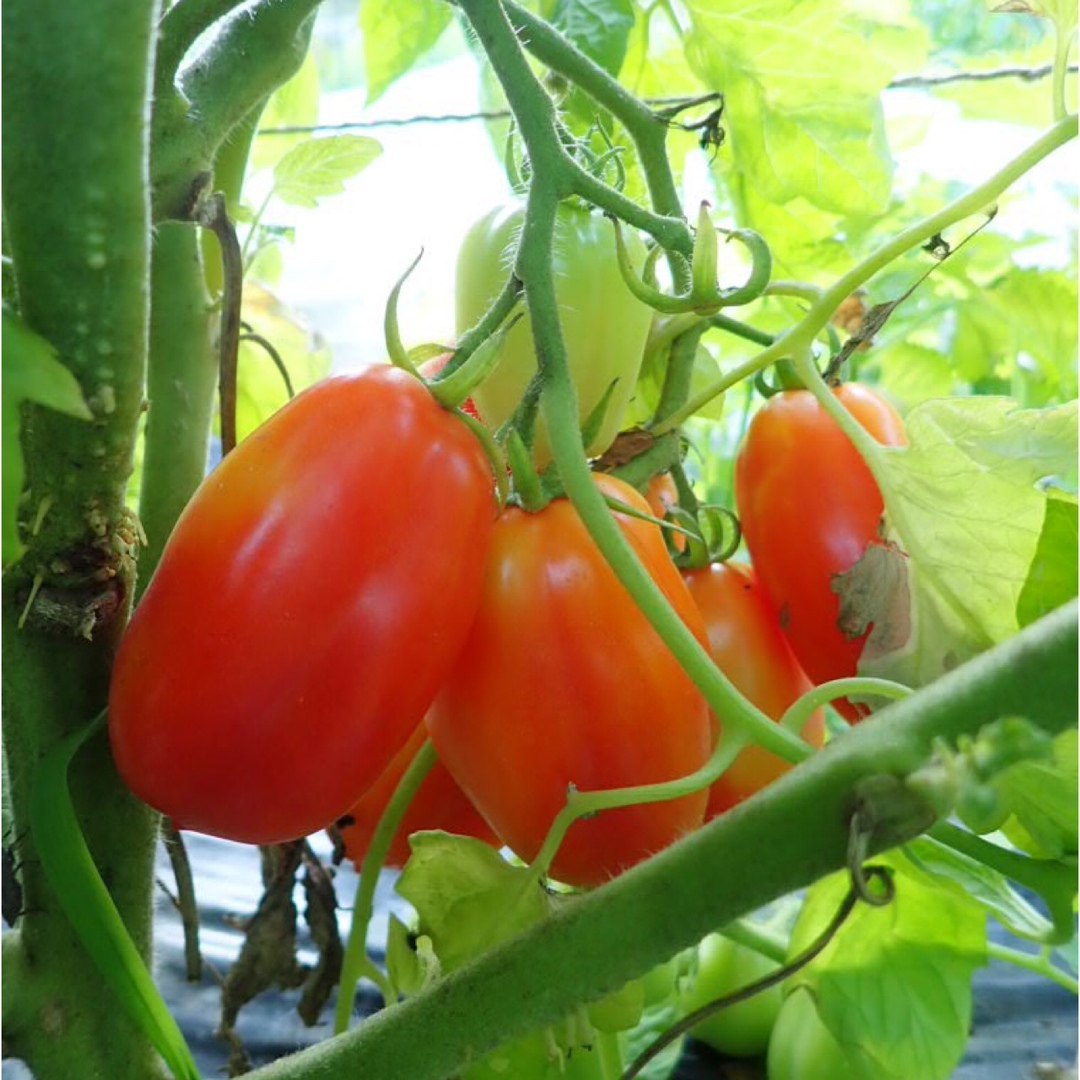 農薬：栽培期間中不使用 ♪旬野菜　詰め合わせ♪コンパクト　採りたて！ 食品/飲料/酒の食品(野菜)の商品写真