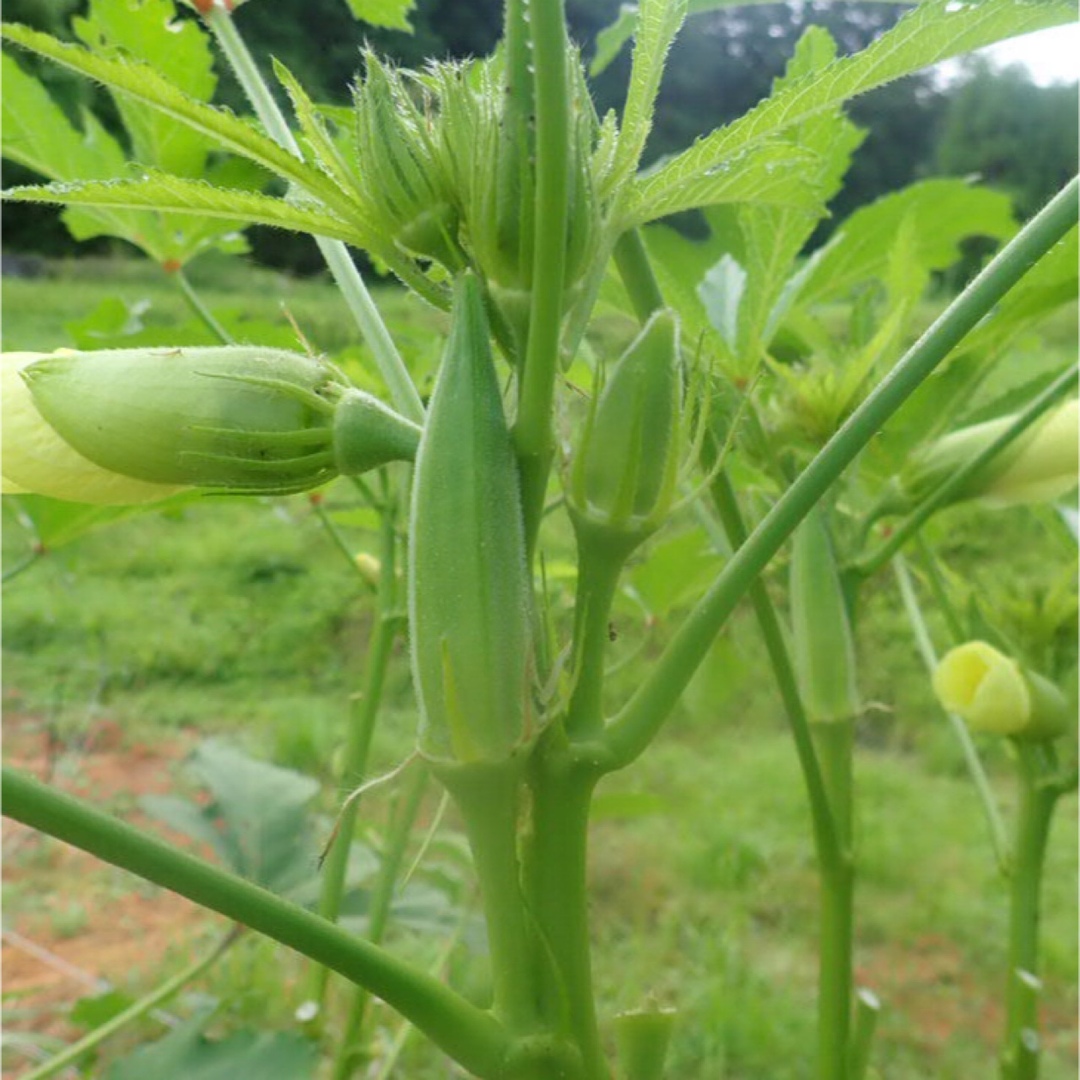 農薬：栽培期間中不使用 ♪旬野菜　詰め合わせ♪コンパクト　採りたて！ 食品/飲料/酒の食品(野菜)の商品写真