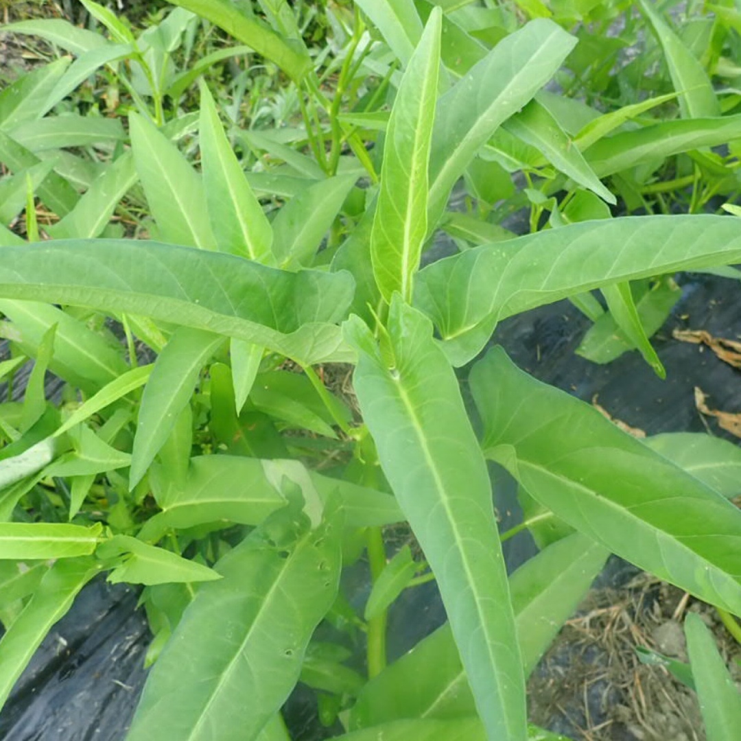 農薬：栽培期間中不使用 ♪旬野菜　詰め合わせ♪コンパクト　採りたて！ 食品/飲料/酒の食品(野菜)の商品写真