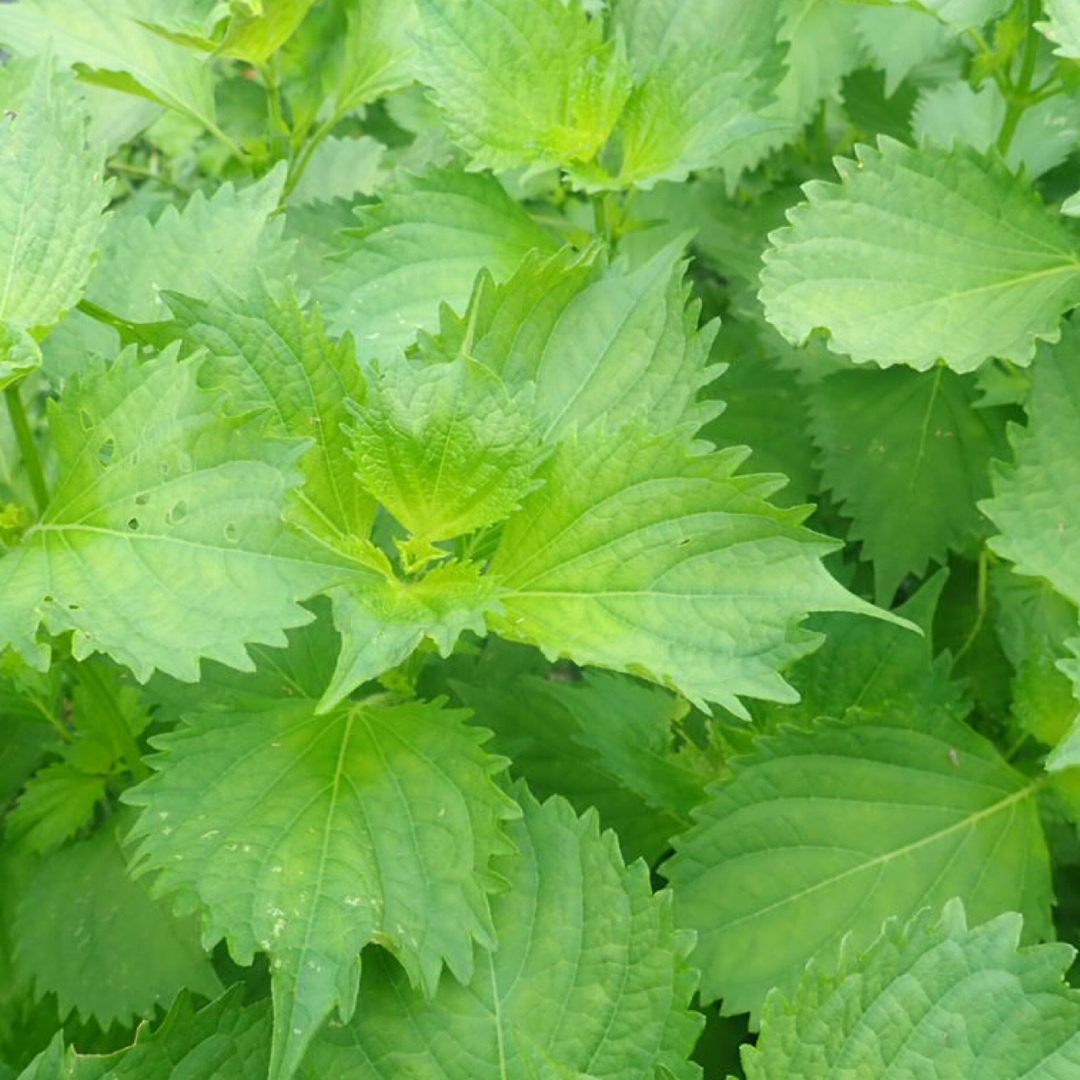 農薬：栽培期間中不使用 ♪旬野菜　詰め合わせ♪コンパクト　採りたて！ 食品/飲料/酒の食品(野菜)の商品写真