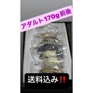 冷凍ラット１４０〜170g前後(爬虫類/両生類用品)