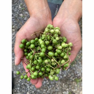 野ぶどう　馬ぶどう　400g(野菜)