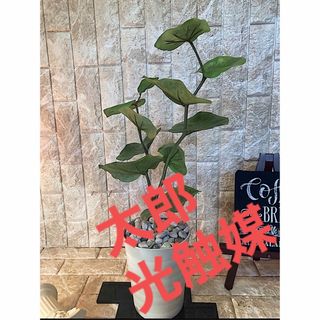 光触媒　人工観葉植物　ウォールグリーン　フェイク　シーグレープモンステラz