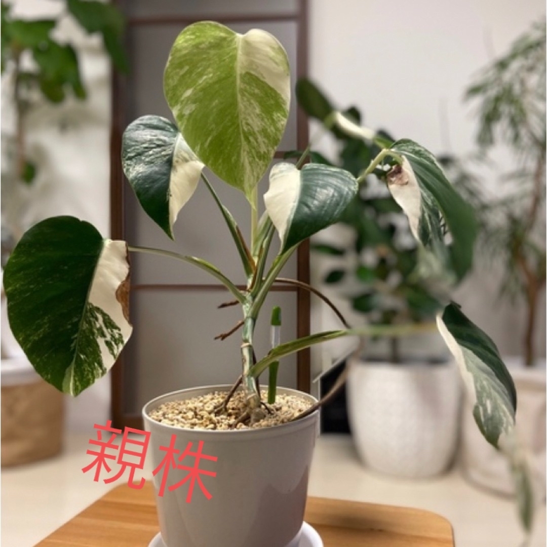 今だけこの価格 モンステラ 斑入り ☆ 鉢植え 植物/観葉植物