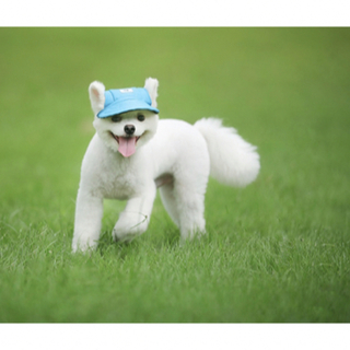 【新品】犬 帽子 キャップ 夏ぼうし 小型犬 ワンちゃん 猫 ハット かわいい(犬)