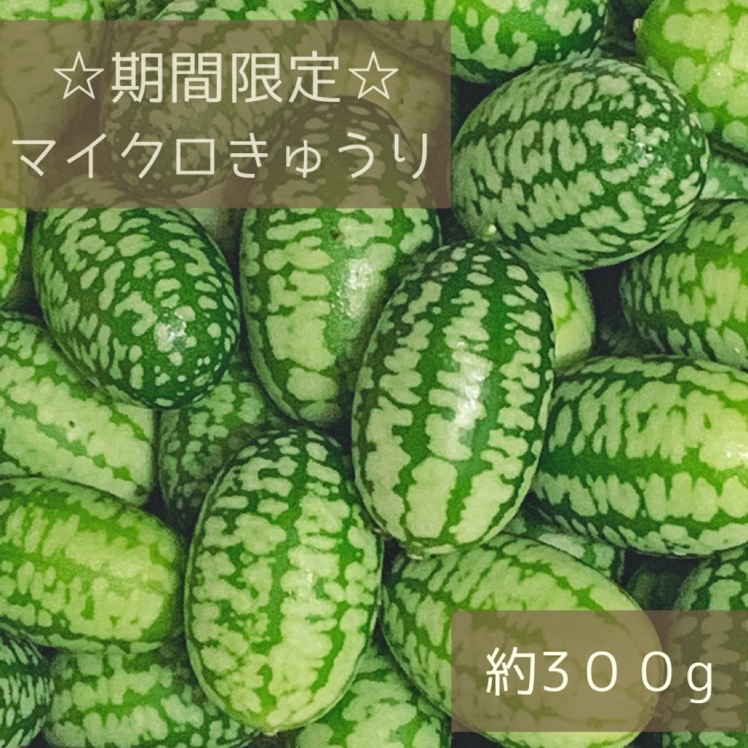 【期間限定】マイクロきゅうり 約300g無農薬 青森県産 食品/飲料/酒の食品(野菜)の商品写真