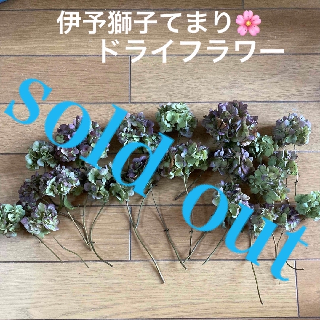 sold out????《紫陽花 伊予獅子てまり ドライフラワー 秋色 吉岡麗子 ...