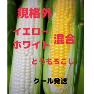 規格外 混合とうもろこし 食べ比べセット 15本  残りわずか！(野菜)