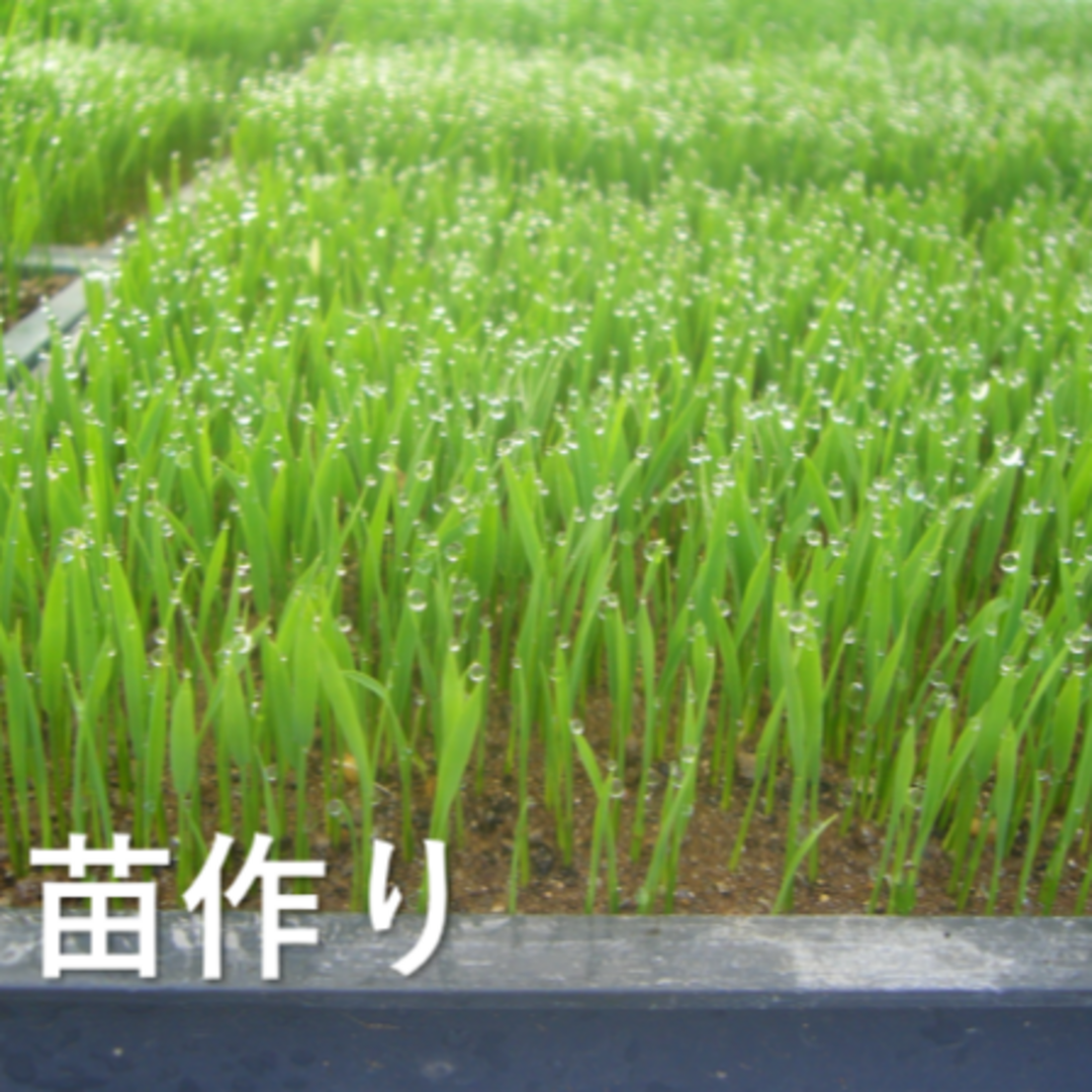 【広島県産】　げんき米い～ね！ヒノヒカリ30kg（精米後27kg） 広島県産】 げんき米い～ね！ヒノヒカリ30kg（精米後27kg）