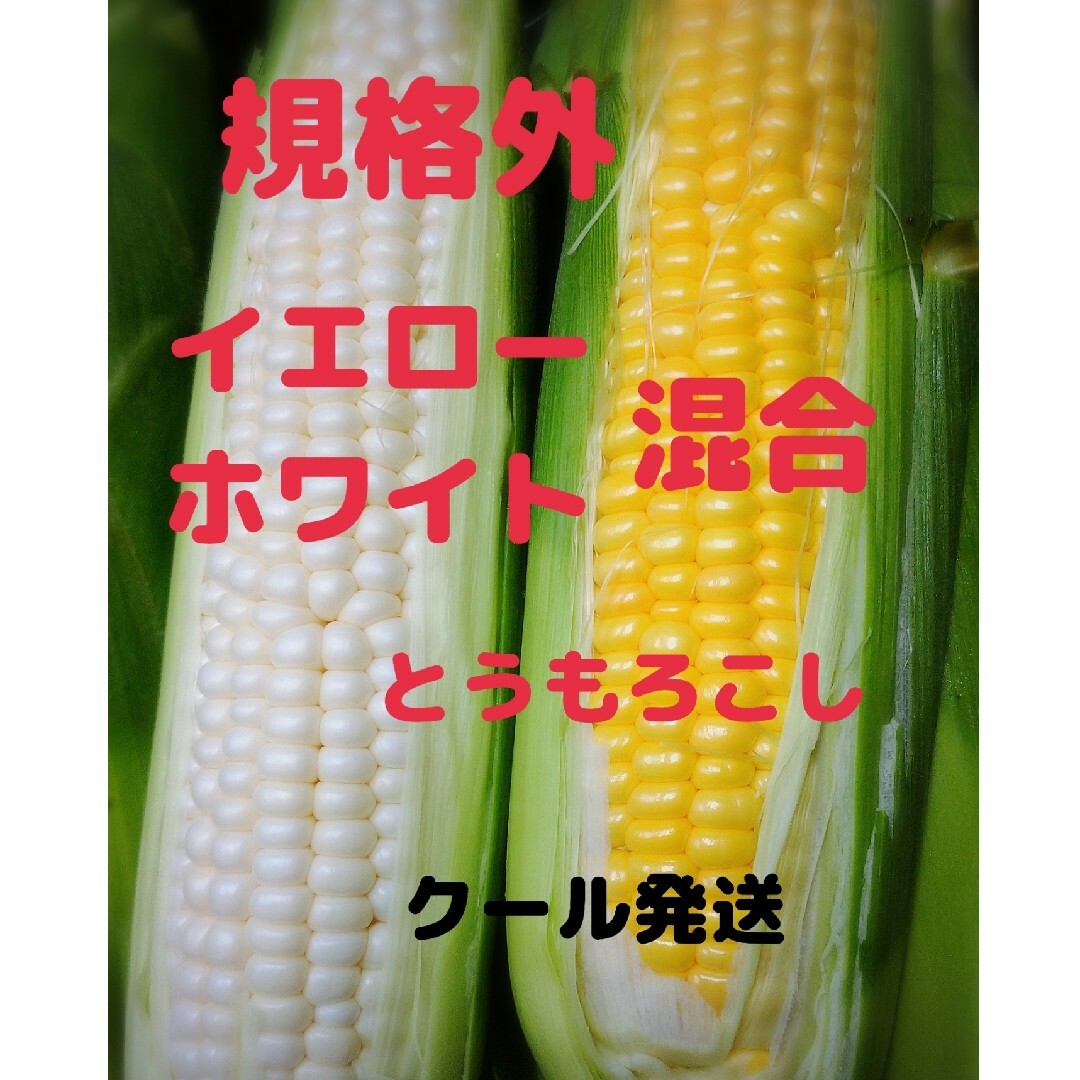 規格外 混合とうもろこし 食べ比べセット 15本  残りわずか！ 食品/飲料/酒の食品(野菜)の商品写真