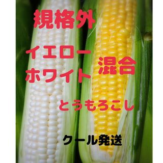 規格外 混合とうもろこし 食べ比べセット 15本  残りわずか！(野菜)