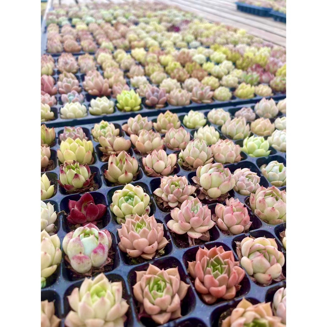 多肉植物20 ヘリテージ エケベリア 韓国苗(韓国多肉植物 韓国苗 多肉植物20 ヘリテージ エケベリア 韓国苗(韓国多肉植物 韓国苗