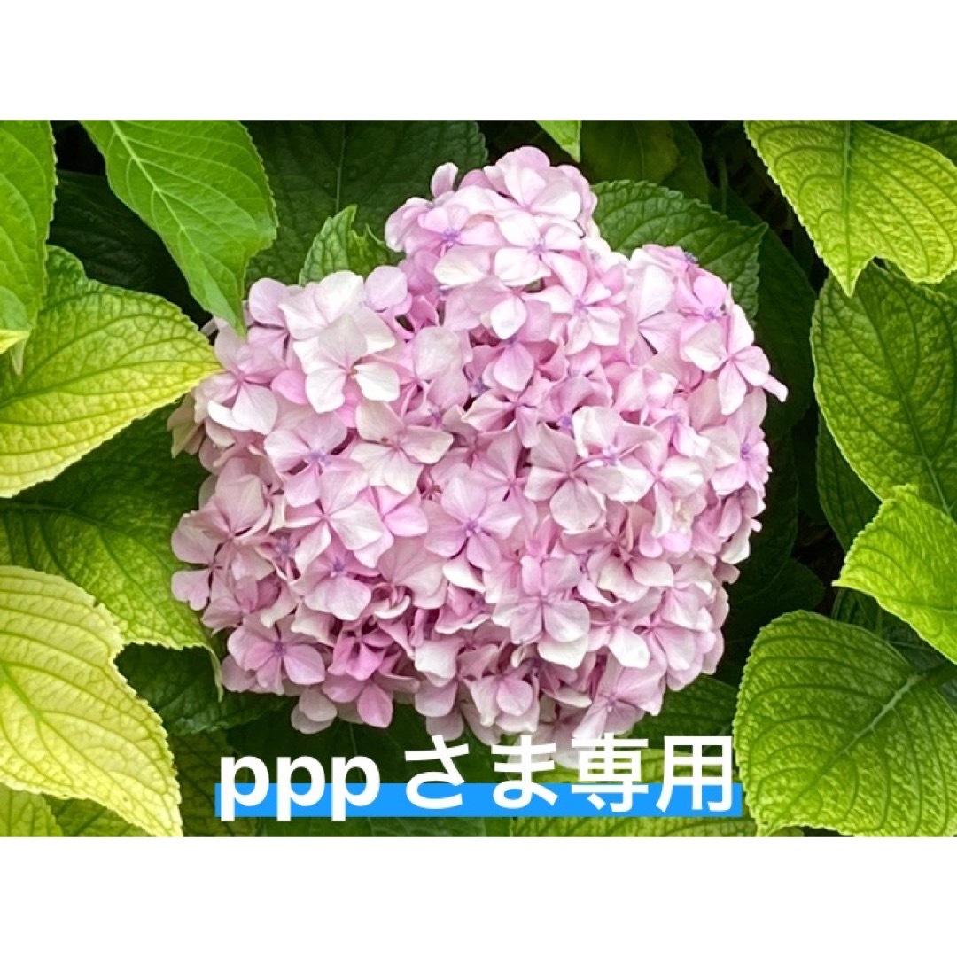 pppさま専用ページの通販 by あじさい's shop|ラクマ