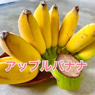 沖縄県産 アップルバナナ(フルーツ)